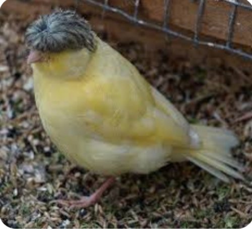 #ElDiscipuloCHV <a href="/YannYvin/">Yann Yvin</a>