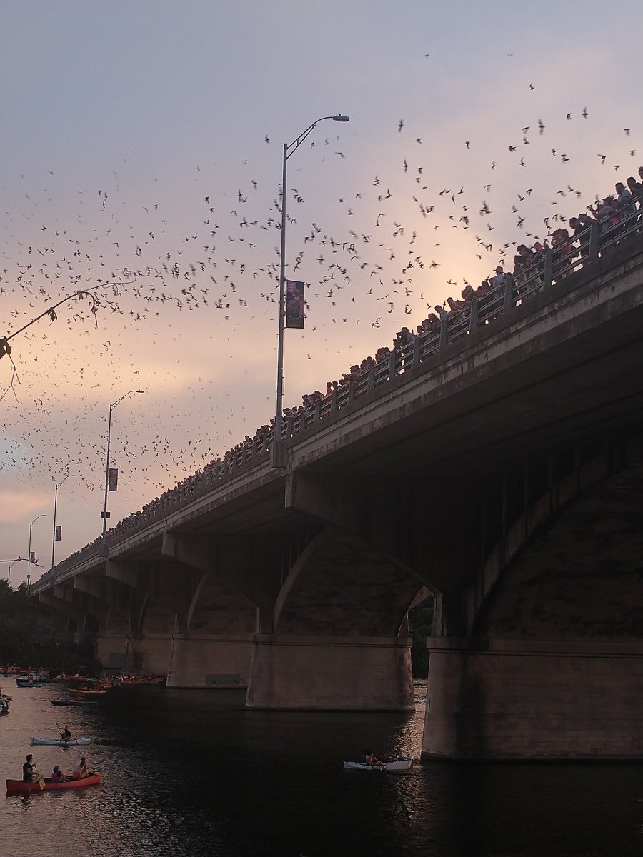 Arrived in Austin for <a href="/ibrc2022/">IBRC 2022</a> and already greeted the bats 🦇😁 #Tadarida #conference #PhD