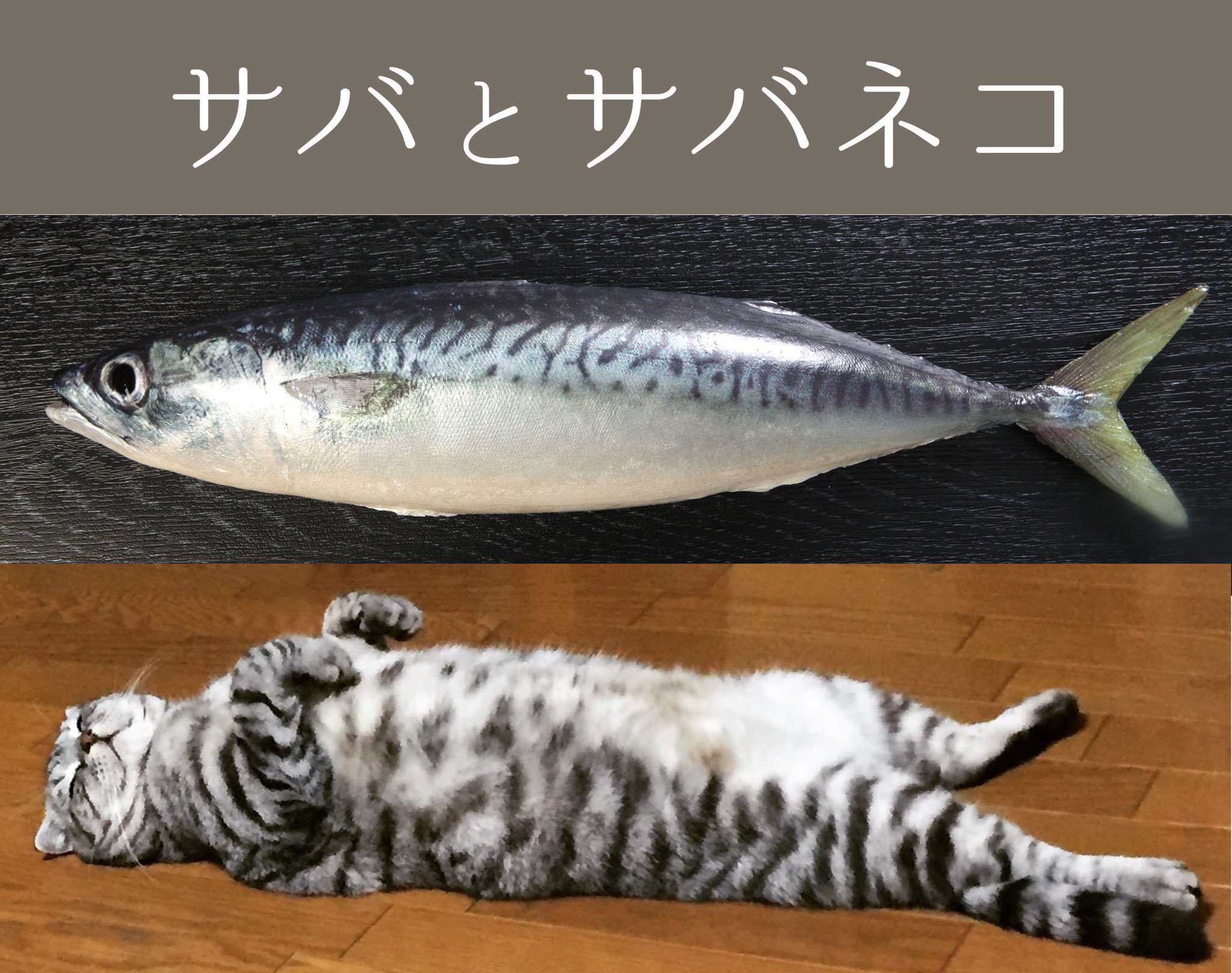株式会社いわさき 食品サンプル En Twitter プーちゃんは鯖とよく似た模様の サバネコ と呼ばれる毛色をしております 世界猫の日 食品サンプル T Co Dlxxyubjsg Twitter
