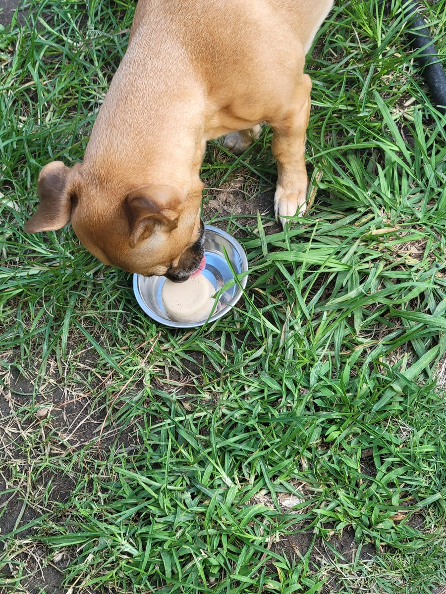 sandman0667's tweet photo. What's better in nature than watching the grandpuppies have their first pup cup? 
If you're a lover of Disney follow momsgo2disney on Instagram. 
#VBSummerBingo #VBHasJoy @PGIVBCPS https://t.co/ZhIgbjL184