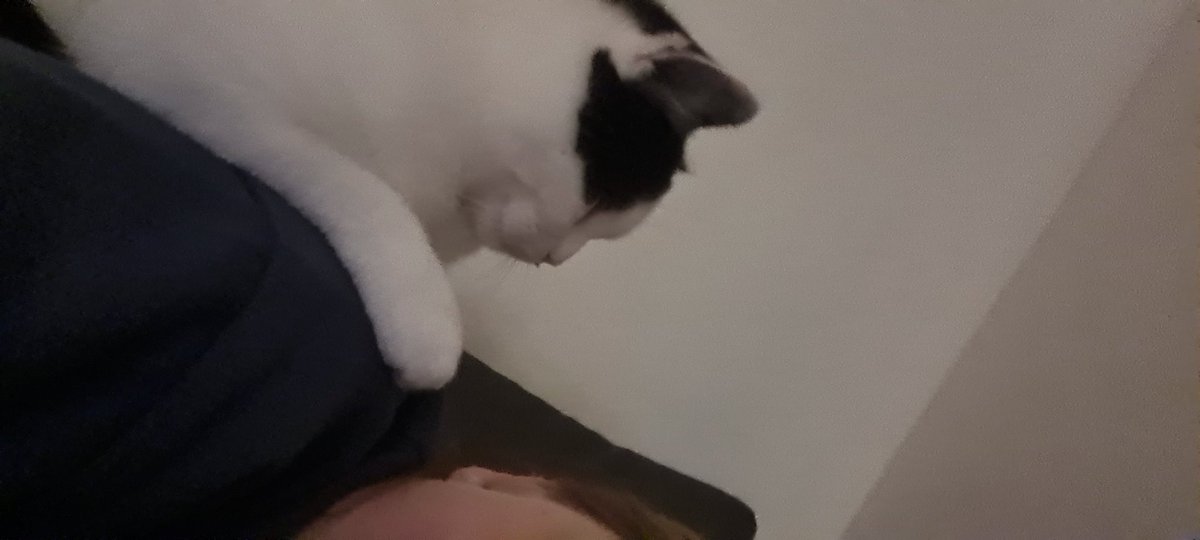 blueming_spring's tweet photo. My cat Gunki has so much meme material omg
#bubblepets https://t.co/ydA1ePw6By