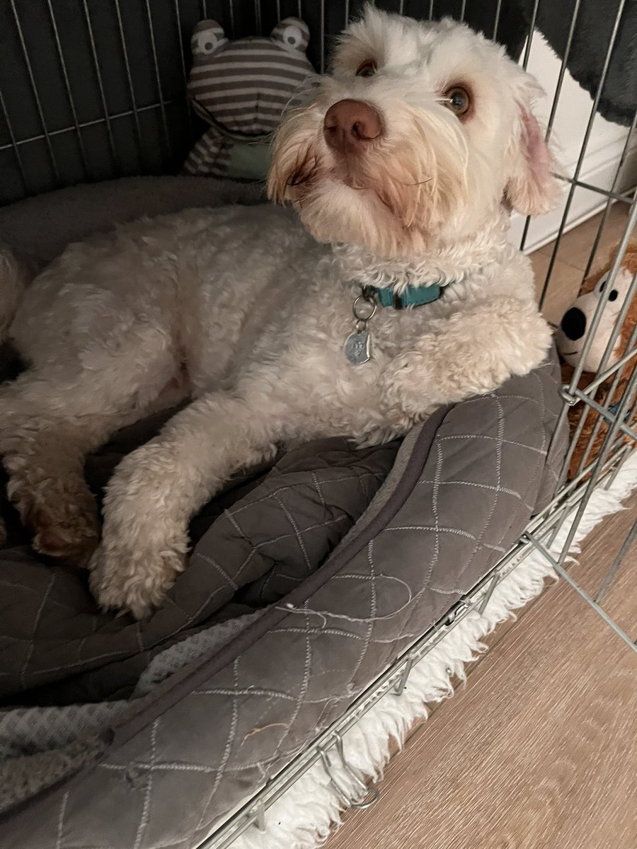 Anna_Martin12's tweet photo. Why this dog thinks he’s an old man, I do not know. https://t.co/sTkhETAjm6