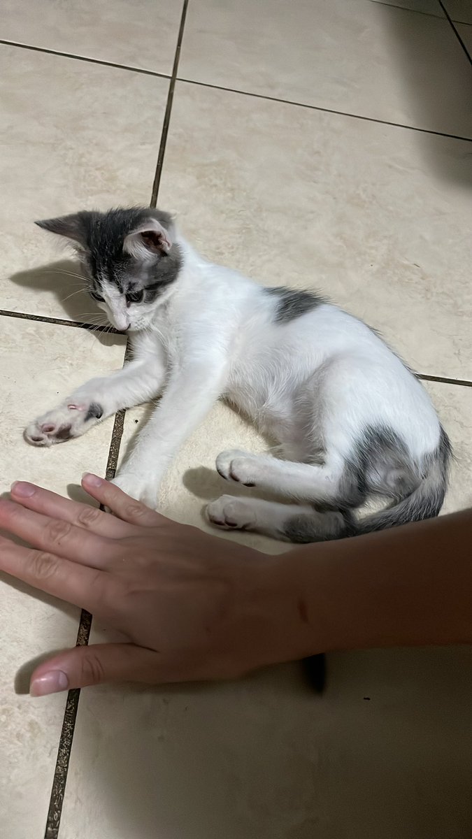 Hola, tengo en adopción estos 2 gatitos(son hermanos y fueron rescatados). 
El blanco es macho, se llama Simón. La hembra es la gris, se llama Sol. Tienen aprox 4 meses. 
Negativos en VIH felino y leucemia. Ya desparasitados. 
A quien los adopte yo les ayudo con la castración