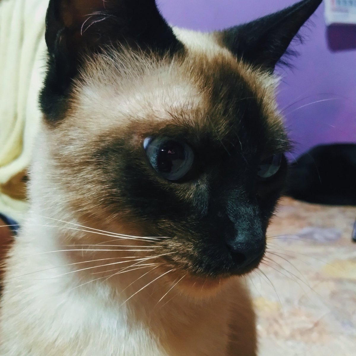 wxyzbb_196's tweet photo. My 4 babies
As my boys I'm a cat lover tooπ±
They're Simba, Mavis, Sky and Mitenzπ€
#bubblepets @biblesumett @Buildbuilddd https://t.co/a0OatHXqp1