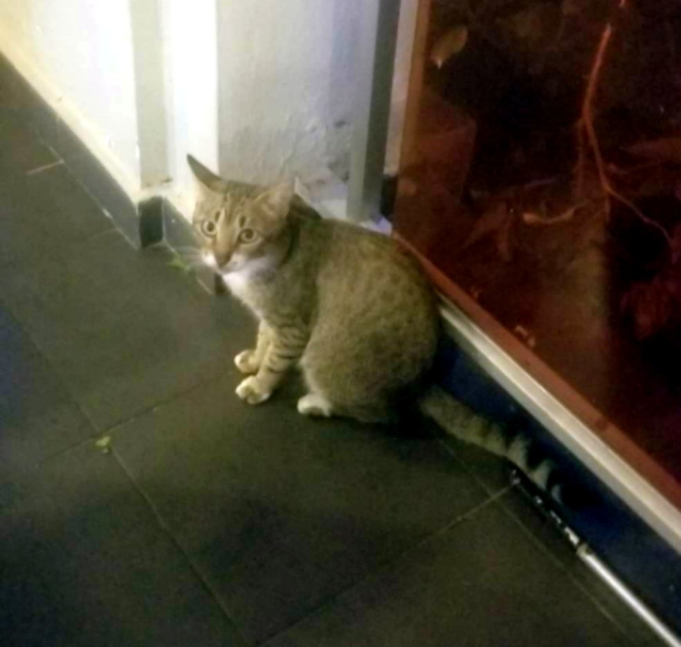 GhostKitteh's tweet image. Wen Mama's BFF goes on vacayshun, she haz him send hurr pichurs of any kittehs he finds. He jus sented hurr a pichur of dis ADOORABUL kitteh. Looked at teh ring tail! Teh eyeliner! Teh eyebrow markings! Oh my paws!!!