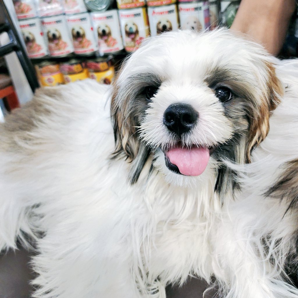 sixhav's tweet photo. the chaotic siblings πΆπΆ
#bubblepets https://t.co/vWbEb775uW
