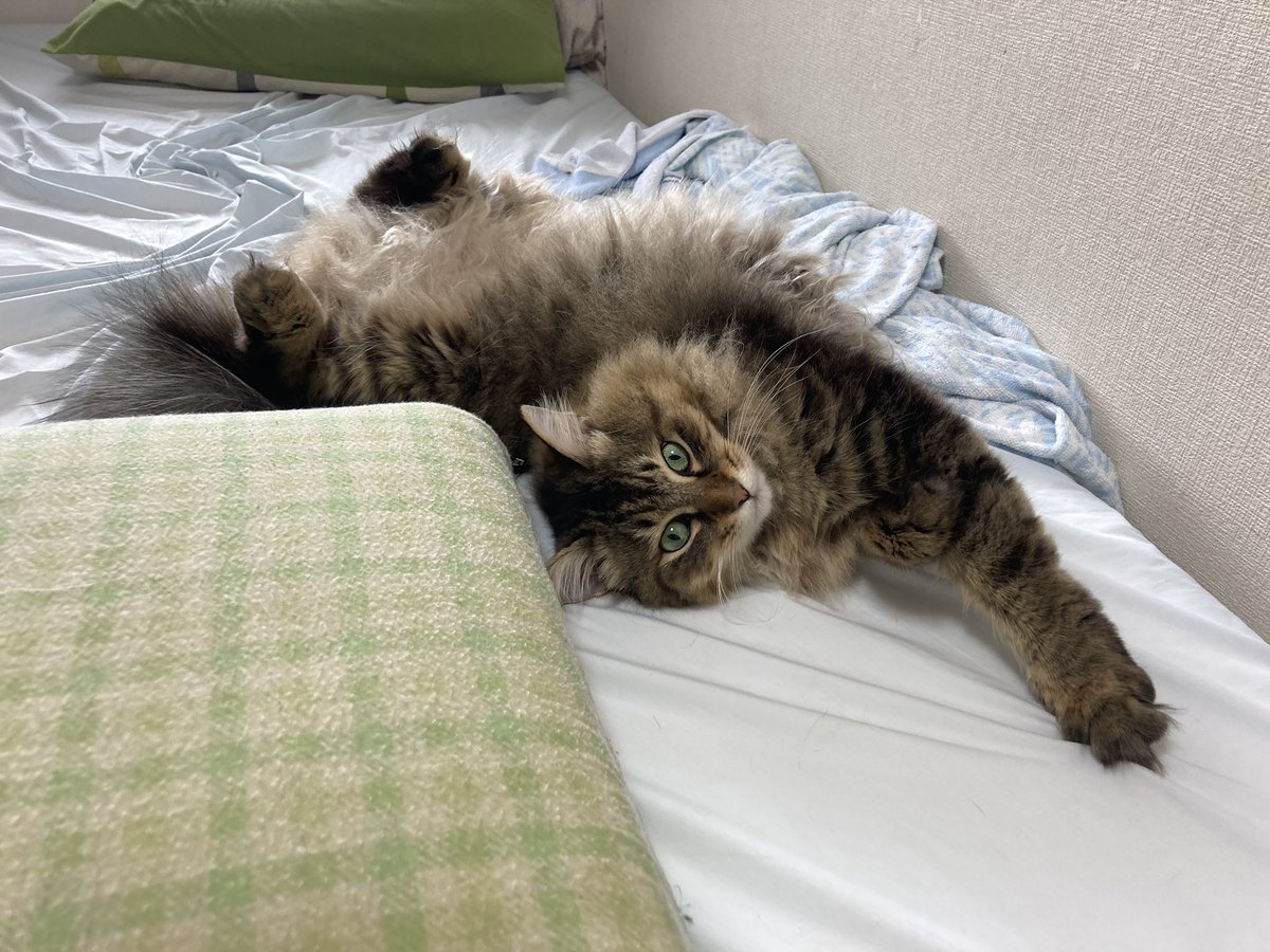 KinacoMiruku's tweet photo. https://t.co/e9KjzzA53I