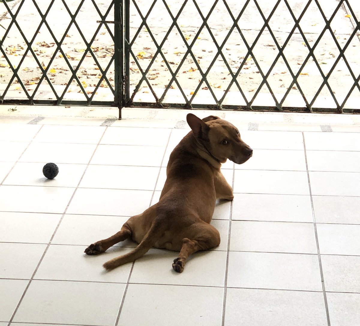 Katherine_P23's tweet photo. El es Terry un pitbull muy juguetón, algo chismoso(demasiado) y le encanta dormir en el sol. Tiene mil apodos a los cuales siempre responde a todos, desde champiñón, bebe, güero, canelo, gordito, etc. 🐶❤️💙🖤
#BubblesPets
#Besumpet
#Buildurluveforpets
#BibleBuild https://t.co/ITrjAzyWW8