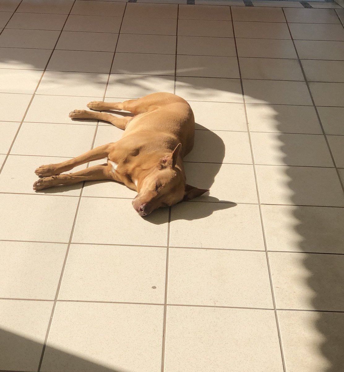 Katherine_P23's tweet photo. El es Terry un pitbull muy juguetón, algo chismoso(demasiado) y le encanta dormir en el sol. Tiene mil apodos a los cuales siempre responde a todos, desde champiñón, bebe, güero, canelo, gordito, etc. 🐶❤️💙🖤
#BubblesPets
#Besumpet
#Buildurluveforpets
#BibleBuild https://t.co/ITrjAzyWW8