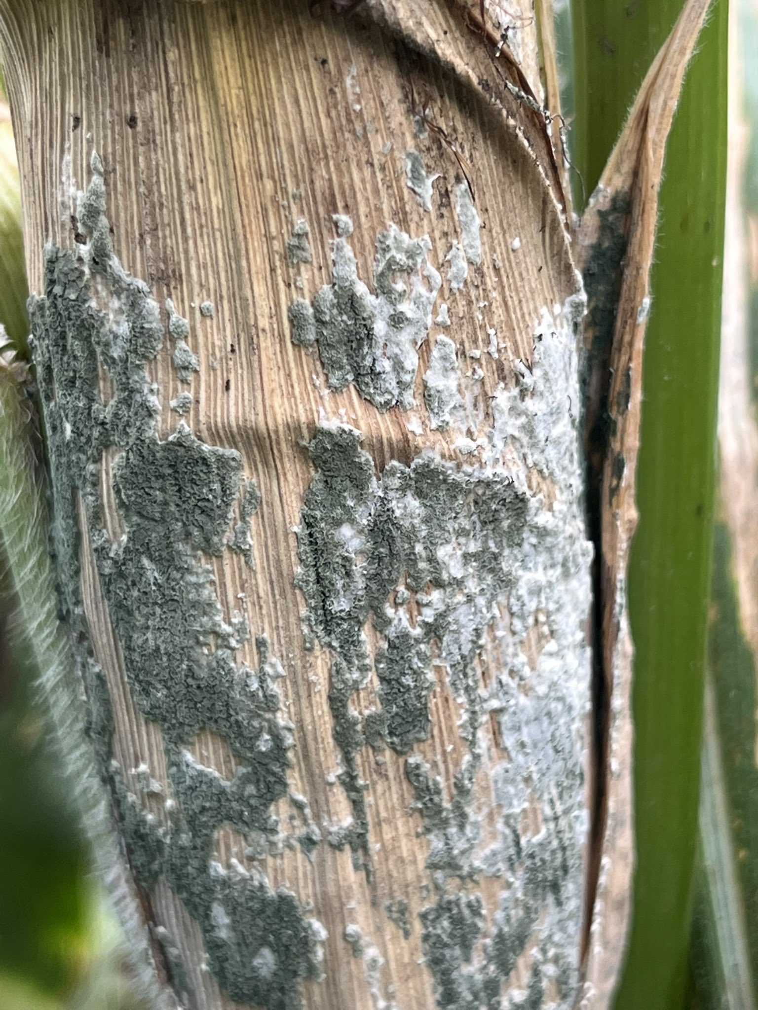 Coahoma County Extension Office (coahoma_msuext) / Twitter