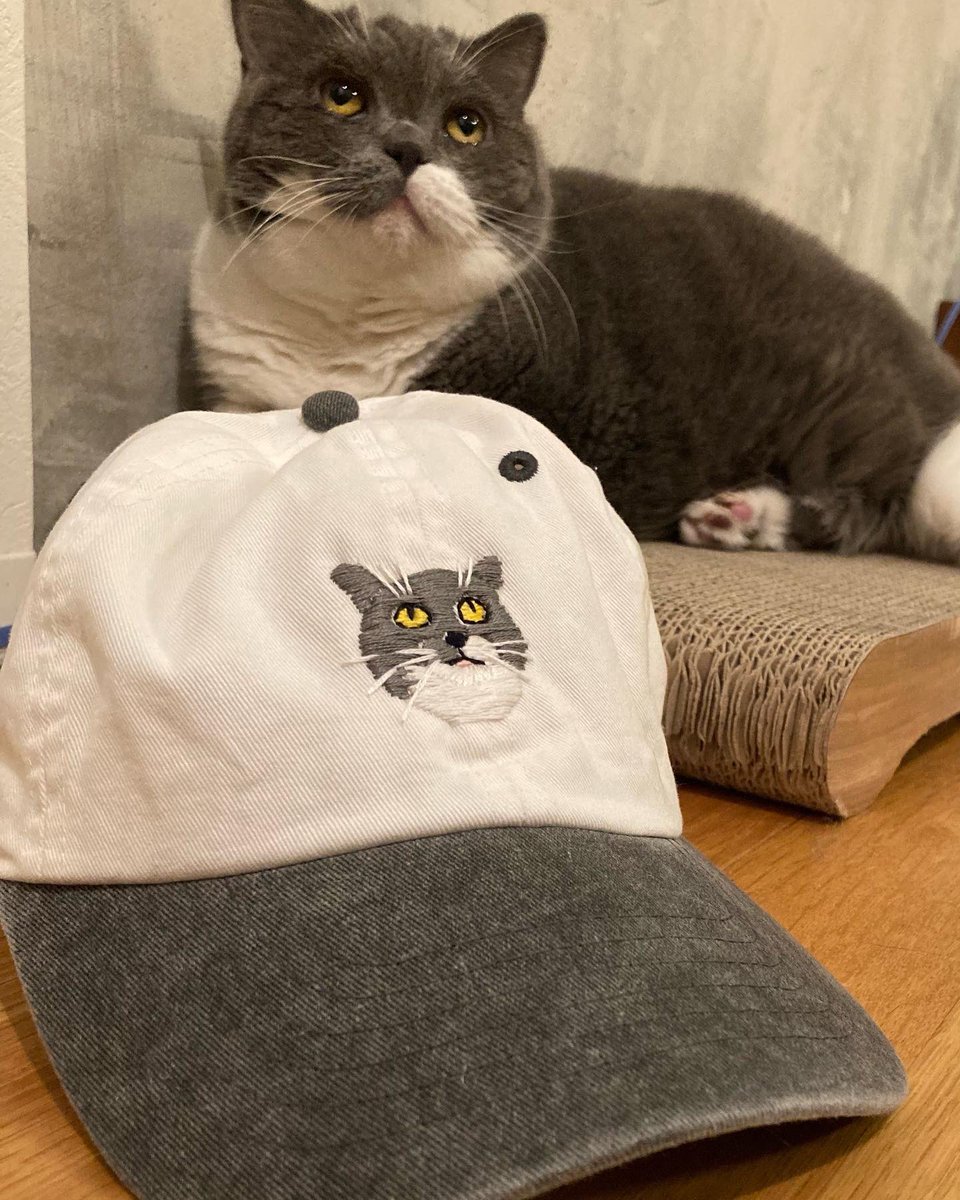 芸人のグッドウォーキン上田さんに愛猫の刺繍をしていただきました🧢🐈なんて可愛いんだ😩💕

#britishshorthair 
#cat
#ブリティッシュショートヘア 
#猫のいる生活
#刺繍
#グッドウォーキン上田 さんありがとうございます！！！！