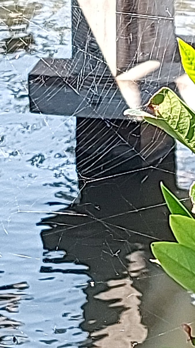 #Haiku #Helderheid
-
Weef open sporen
luchthartig over water
glanzend in het licht... 
-
#vanharte #gefeliciteerd @ellenvanderwoud @yuwen_an