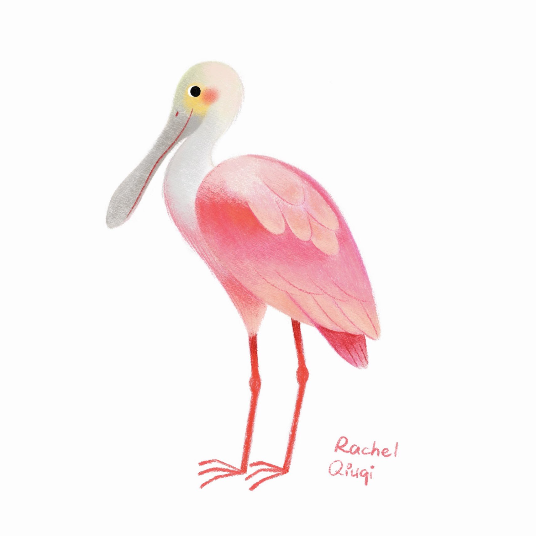 Roseate Spoonbill Cartoon Roseate Spoonbill. Have You Ever Seen