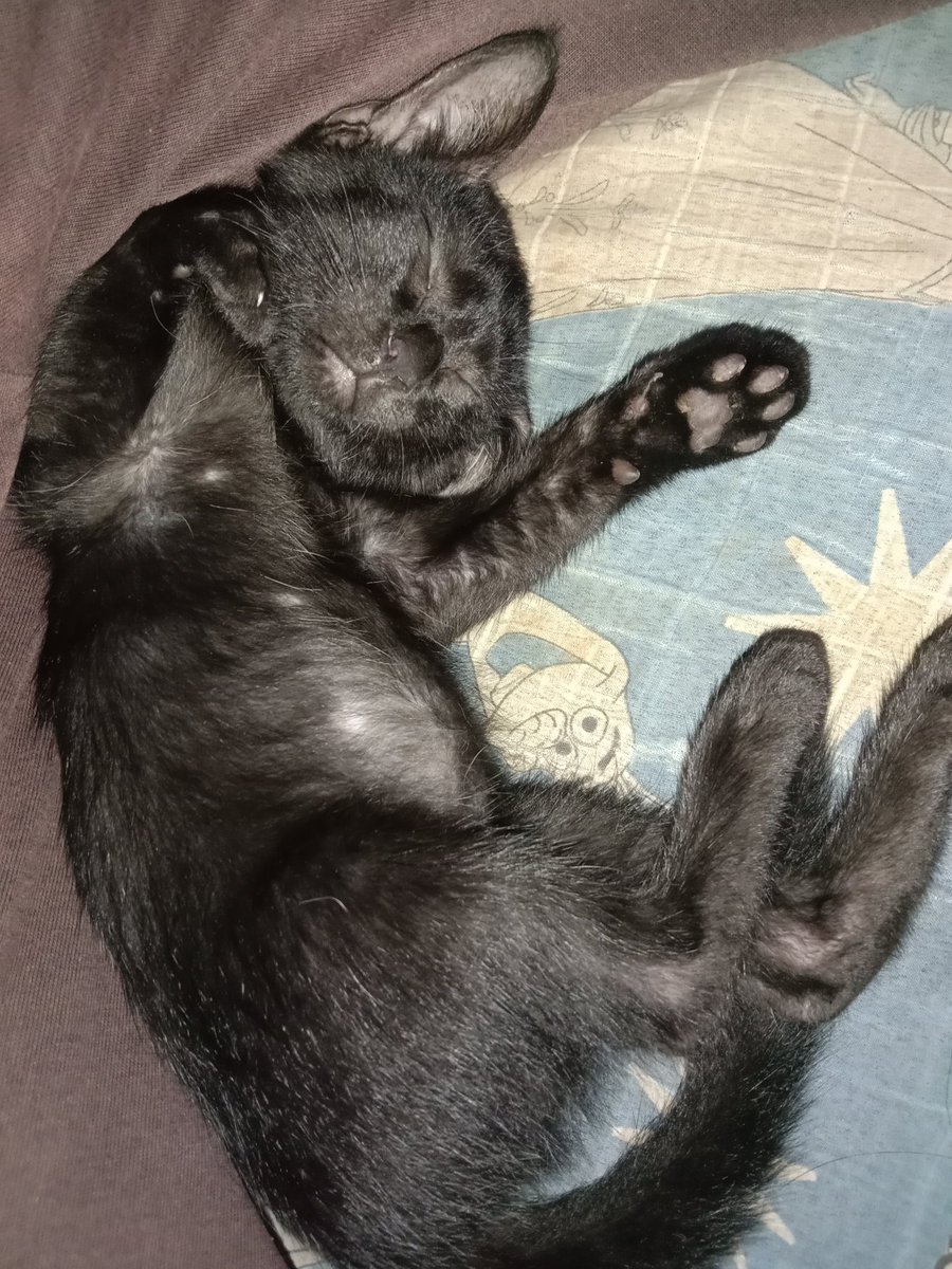 sumettibiu's tweet photo. I don't have recent pictures of my cats but here's my entry😅
#BubblesPets
#Besumpet
#Buildurluveforpets
#Bubbles #BibleBuild https://t.co/9Kx1U7zipu