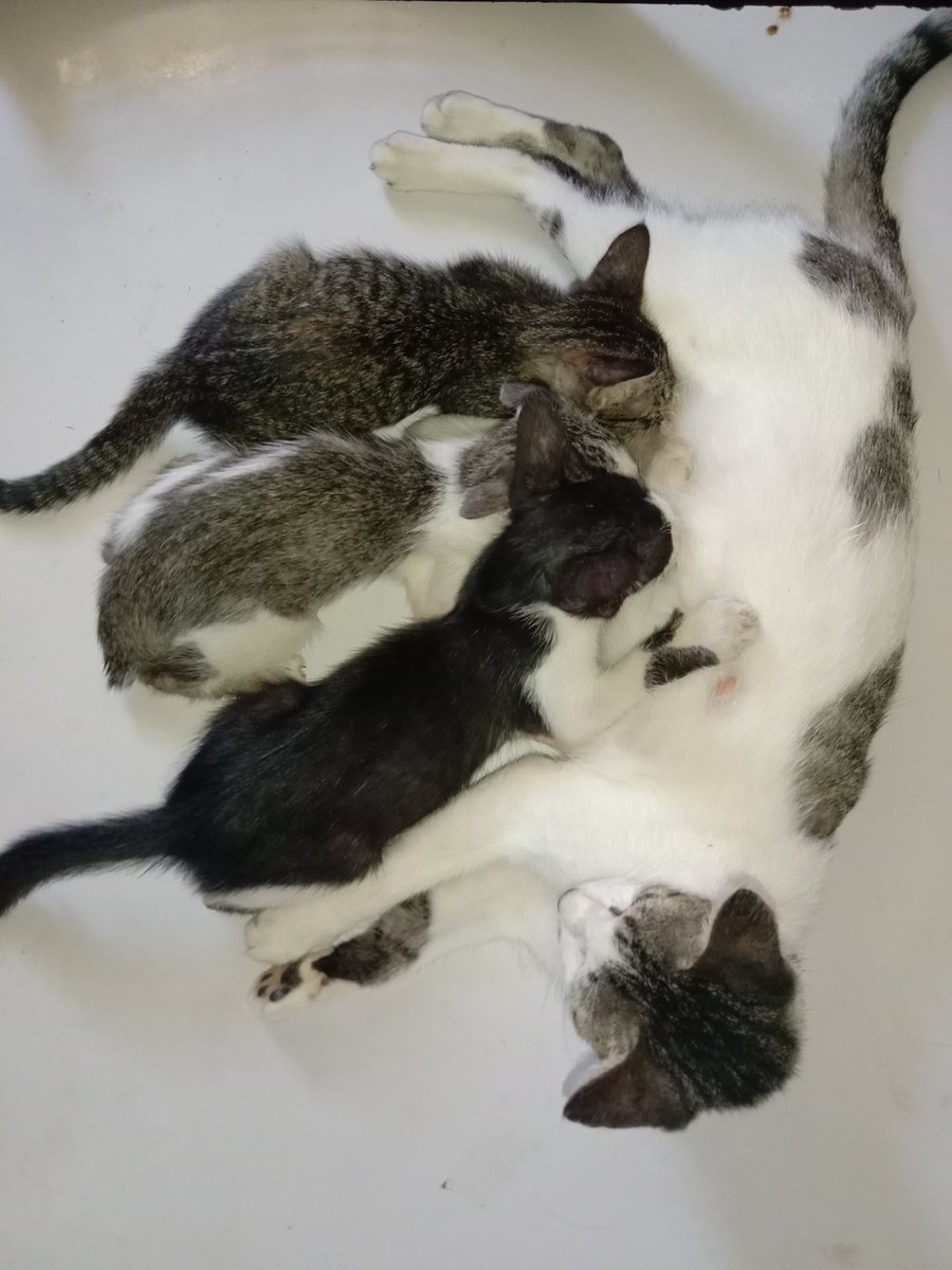sumettibiu's tweet photo. I don't have recent pictures of my cats but here's my entry😅
#BubblesPets
#Besumpet
#Buildurluveforpets
#Bubbles #BibleBuild https://t.co/9Kx1U7zipu