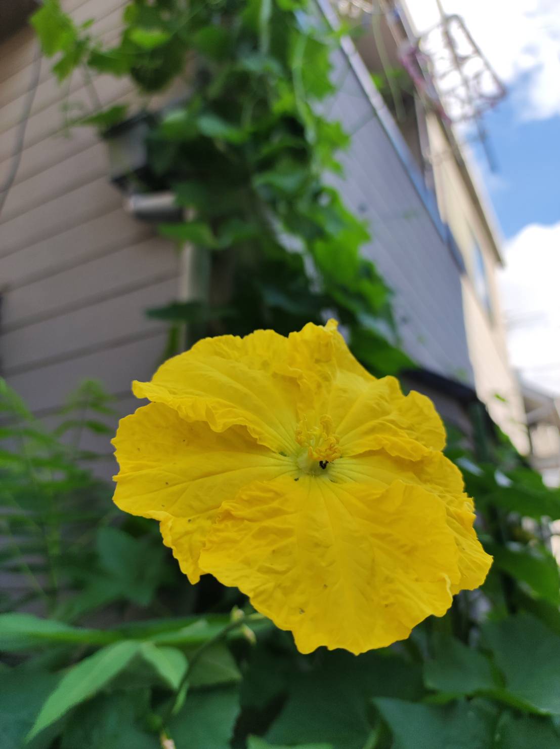 アラキとコマの朝の散歩で見つけた花 おはようございます 東京は晴れ 昨日から通常モードです ヘチマの花が咲いていました T Co 5kgktiq90n Twitter