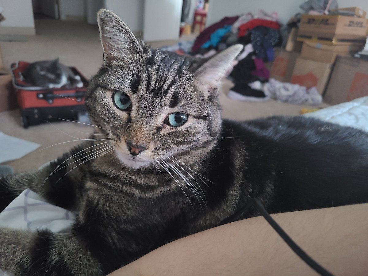 Suga_Mint's tweet photo. Here are Misa and Hiro, my precious kitties~
⁽ᴺᵒ ʷᵒʳʳᶦᵉˢ ᴴᶦʳᵒ ᶦˢ ᵃˡˡ ʳᵉᶜᵒᵛᵉʳᵉᵈ ˢᶦⁿᶜᵉ ˡᵃˢᵗ ᵖʰᵒᵗᵒ ᵇᵘᵗ ᶦᵗ'ˢ ˢᵒ ᶜᵘᵗᵉ💙⁾
#BubblesPets
#Besumpet
#Buildurluveforpets
#Bubbles #BibleBuild https://t.co/zT85UGdFkx