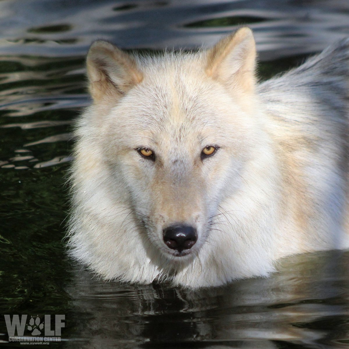 What is the most important goal every person should have? 🐺, image size:1200x1200