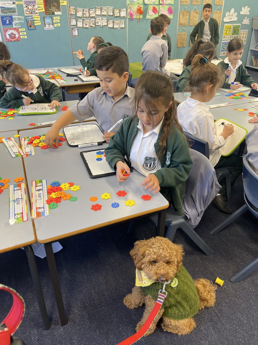 kimelyset1's tweet photo. Millie visiting Kindy today to hear students doing their best addition strategies and sharing their writing. KL even showed Millie how to do Whole Body Listening. @Sherwood_Grange https://t.co/Bxbt3zbrfn