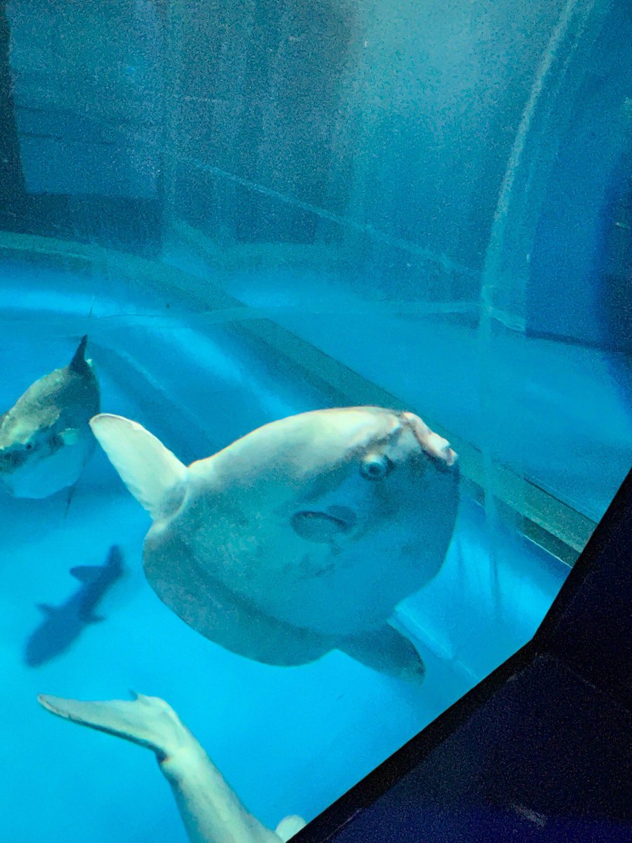 142マンボウ
(ご提供写真) https://t.co/QNCogL5DaQ