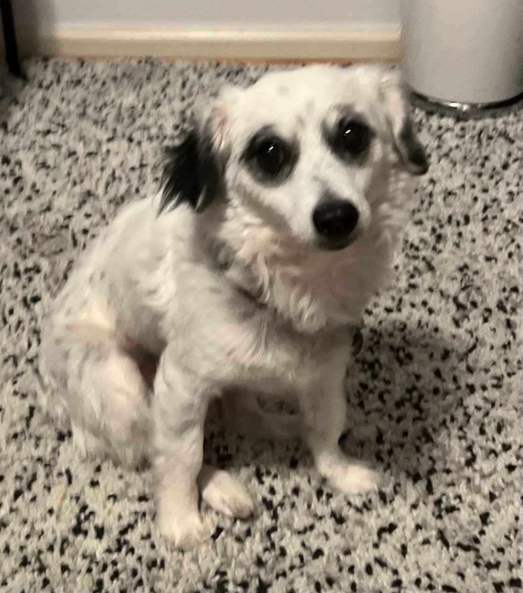 Wersching's tweet photo. LA folks!! Please PLEASE help! Our sweet little  dog “SUNNY” is lost. Last seen in the Lake View Terrace area near Hansen Dam Park. Please please share with anyone you can!!!! 
He’s black n white, 20lbs. A little skittish and nervous so don’t chase him please. Please help! https://t.co/5tbMFx4LIV