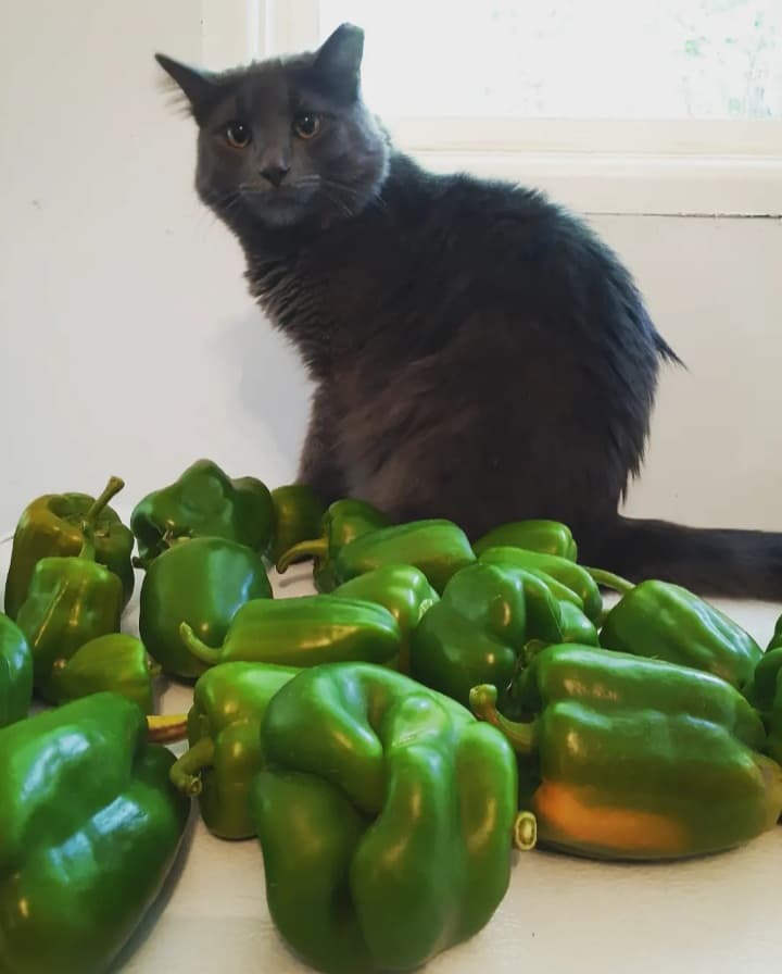 AutumnSaysHey's tweet photo. Farmer Q says it's not much, but it's honest work 😸 https://t.co/pJqgQO21fk