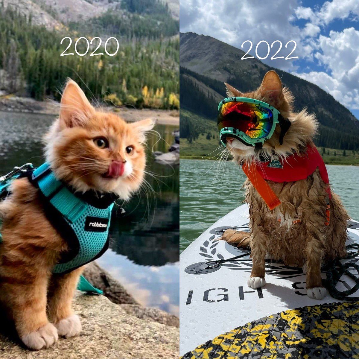 LiebchenTravels's tweet photo. Where has the time gone? 🐱❤️ #catsofinstagram #catsagram #meowed #9gag #catsoftwitter #adventurecat #meowtains #meowtainlion #adventure #cat https://t.co/FXuQWHC8Zu