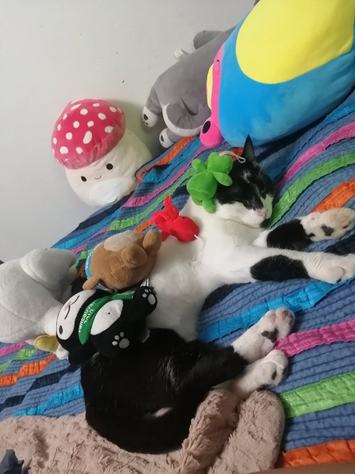 WOO! Just made the 300 🎉 Here's an interesting fact about me, I have three cats. This is Tommy :) I'll<a href="/tag/toys"class="tags"><span>#toys</span></a><a href="/tag/horny"class="tags"><span>#horny</span></a><a href="/tag/gay"class="tags"><span>#gay</span></a><a href="/tag/cock"class="tags"><span>#cock</span></a><a href="/tag/queer"class="tags"><span>#queer</span></a><a href="/tag/dildo"class="tags"><span>#dildo</span></a><a href="/tag/dick"class="tags"><span>#dick</span></a><a href="/tag/hugedildo"class="tags"><span>#hugedildo</span></a>