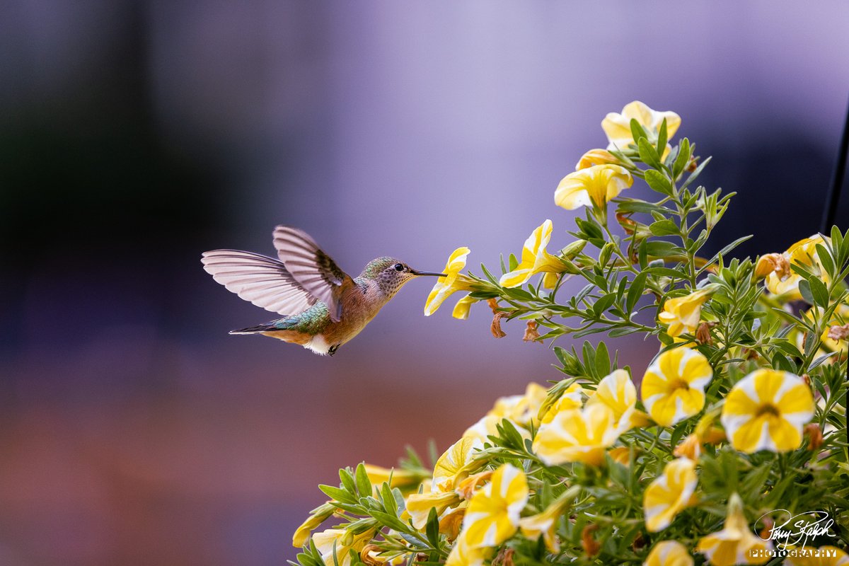 perryralph's tweet photo. #FunWithCamera. I ran to the window when i heard, "Quick, There's a hummingbird on the flowers". The #Hummingbird wasn't there long but i did get a good image. I believe it is a female Magenta-throated Woodstar #hummingbird enjoying #flowers of the #summer. #ftcollins #Colorado https://t.co/k4znT1ihZc