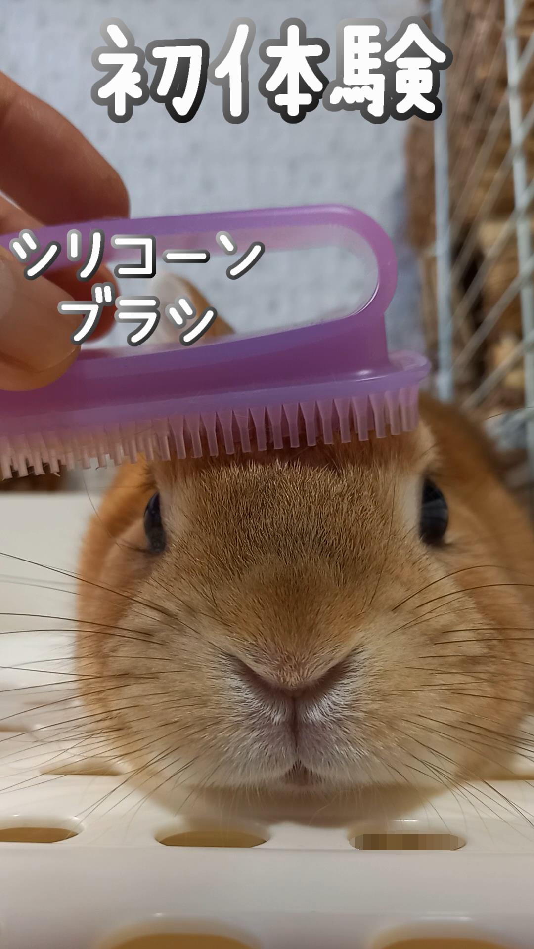 うさぎカフェ 初体験 シリコーンブラシが使い心地良かったです T Co Uduipukkao うさぎ うさぎカフェ ネザーランドドワーフ Rabbit Bunny T Co 4hlobhqgkg Twitter うさぎカフェ 初体験 シリコーンブラシが使い心地良かったです T Co Uduipukkao うさぎ うさぎカフェ ネザーランドドワーフ Rabbit Bunny T Co 4hlobhqgkg Twitter
