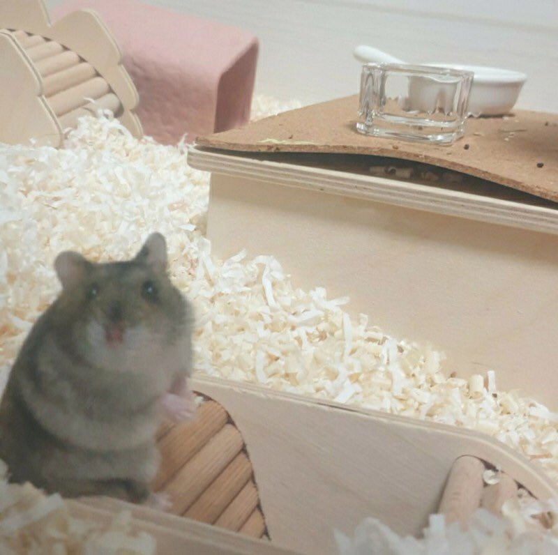 반귀리파 류수빈!

귀리는 너무 셔✊귀리는 너무 셔✊

아무리 맛있는 햄스프리 귀리라해도 류수빈에겐 아무소용없지요!

탐험곡식과 직접 찾아먹는 사료들이 더 좋은 류수빈과 함께 
🌾🥦🥕웰빙 귀농life~ 어떠신지요?

입양소개 :: url.kr/ucglj4
입양신청 :: vo.la/dcQ3