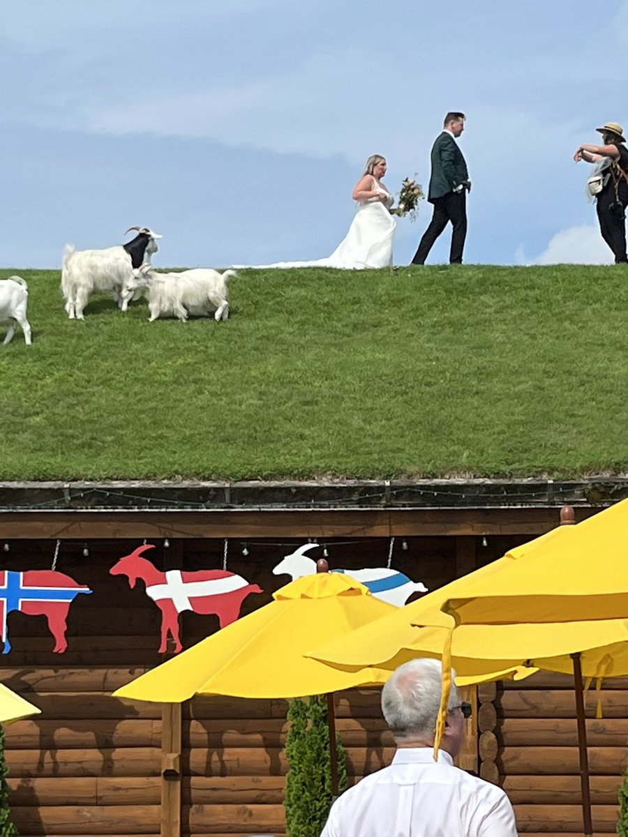 longingalways's tweet image. Everything is wonderful—love, goats, and Door County.