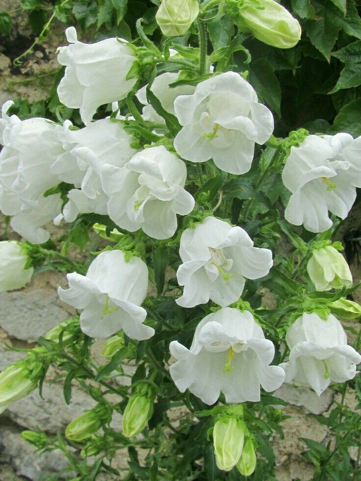 anchalshahzad22's tweet image. He that resolves to mend thereafter resolves not to mend now.
#resolves #thereafter #mend