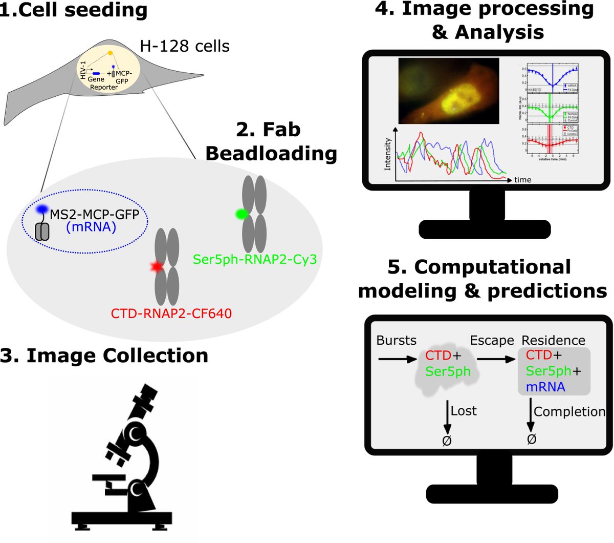 Bio-protocol (@bioprotocolbyte) on Twitter photo Today's #biophysics protocol: Visualize, quantify, and model endogenous RNA Polymerase II phosphorylation at a single-copy gene in living cells
bio-protocol.link/ct3
By <a href="/linda_forero/">LindaForeroQ</a> <a href="/BMunsky/">Brian Munsky (he/him/his)</a> <a href="/ws_raymond/">William Raymond</a> <a href="/tim_stasevich/">Timothy</a> and colleagues Today's #biophysics protocol: Visualize, quantify, and model endogenous RNA Polymerase II phosphorylation at a single-copy gene in living cells
bio-protocol.link/ct3
By <a href="/linda_forero/">LindaForeroQ</a> <a href="/BMunsky/">Brian Munsky (he/him/his)</a> <a href="/ws_raymond/">William Raymond</a> <a href="/tim_stasevich/">Timothy</a> and colleagues