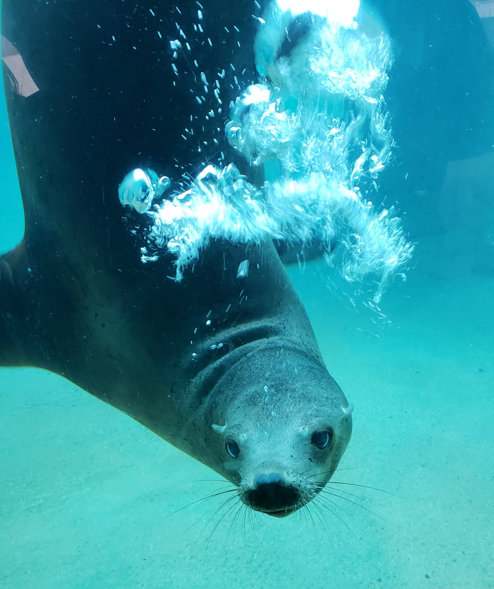 Denver Zoo on Twitter "OPERATIONAL UPDATE Denver Zoo experienced