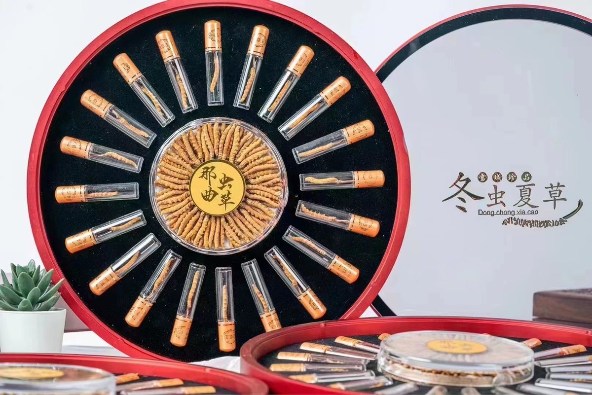 bbdshine's tweet image. Cordyceps 3