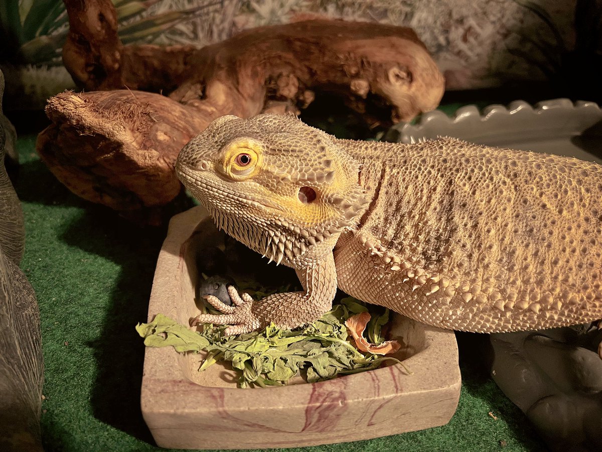 🦎 Bando tweet media