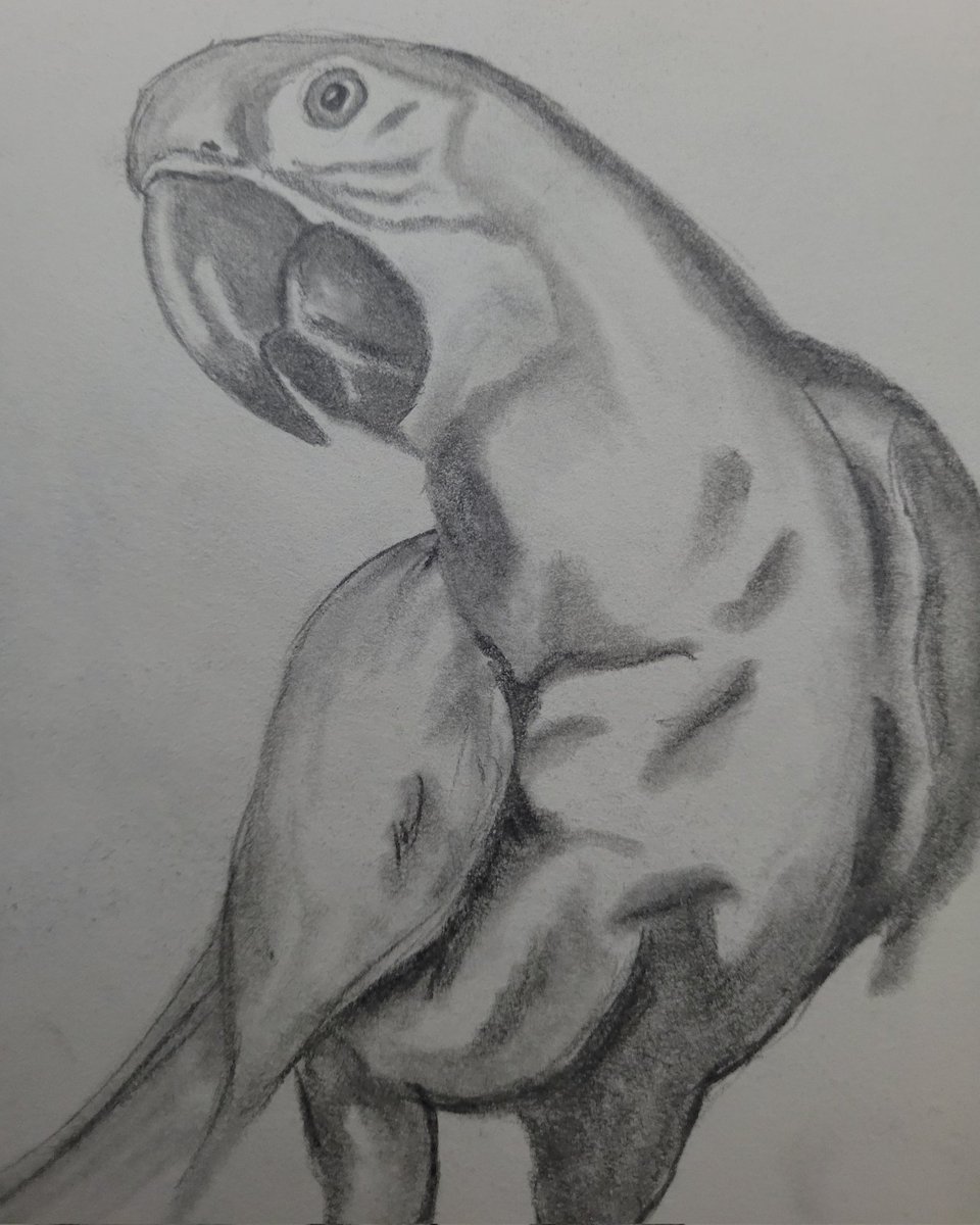 BeasleyArtWork's tweet photo. #art #artist #artwork #sketch #sketchbook #sketching #drawing #Penart #pencilsketch #conceptart #painting #digital #digitalart #digitalartist #digitalartwork #artlovers #pencil #pen #computerart #parrot #animals #AnimalLovers #birds #animalart #animal #macaw #pencilart https://t.co/5GkU4yr4Ud