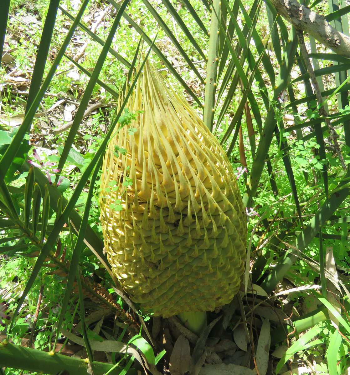 StuartWilliams_'s tweet photo. Macrozamia species in Yanchep National Park in Western Australia in September 2018  #Macrozamia #Zamiaceae #ozplants https://t.co/URE8KDxTrP