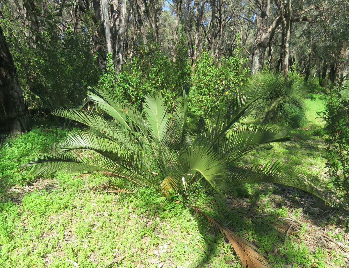 StuartWilliams_'s tweet photo. Macrozamia species in Yanchep National Park in Western Australia in September 2018  #Macrozamia #Zamiaceae #ozplants https://t.co/URE8KDxTrP