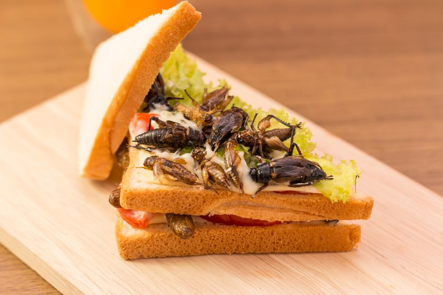 #Insects🐜| A hamburger made of crickets maybe sounds somewhat strange now, but insect food may very well be the food of the future! @dickemarcel explains the opportunities insects offer in a documentary by @ARD_presse 🎬
bit.ly/3JzPnPX