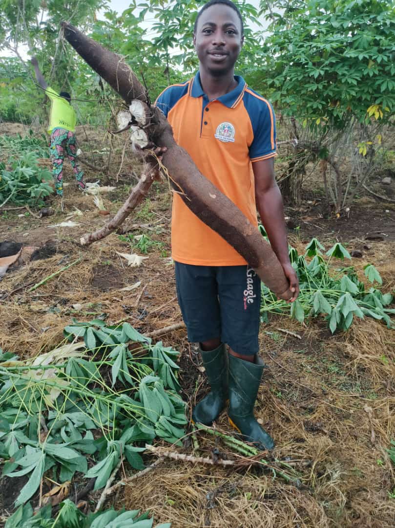 Good morning, I have 35 acres of cassava ready for harvest in Alagbagba,Olodo, Abeokuta Ibadan Expressway. I want to sell per ton. Please help me RT <a href="/Nig_Farmer/">NaijaFarmer</a>