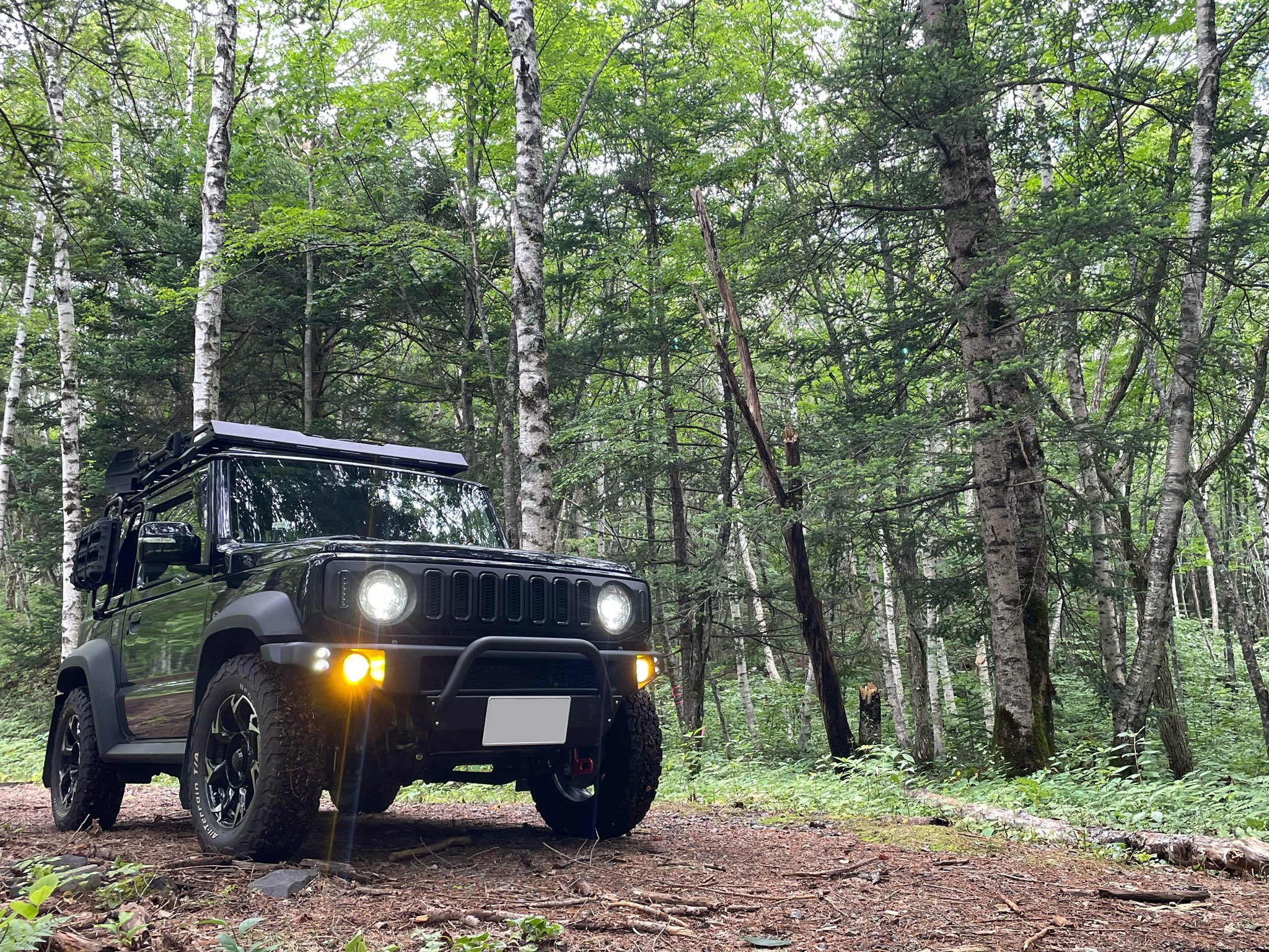 おがくず Og Platydema Twitter