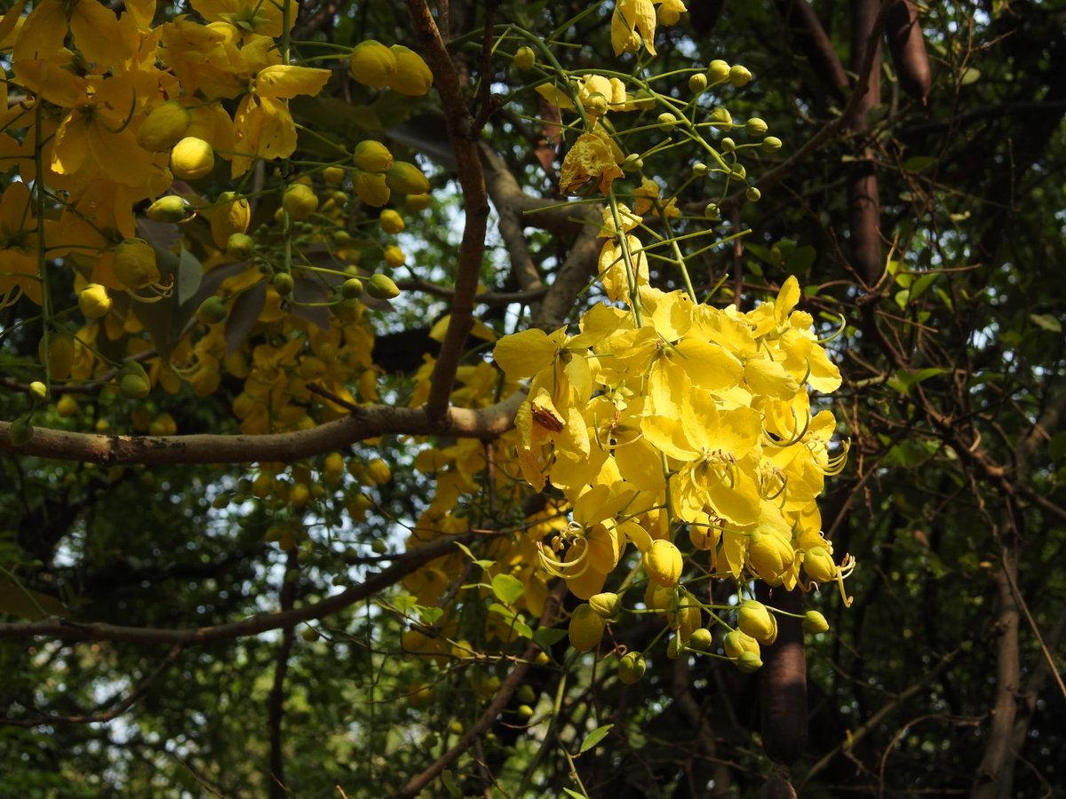 <a href="/jilpanz/">Anantha Padmanabhan</a> This guy and this tree for you 👊