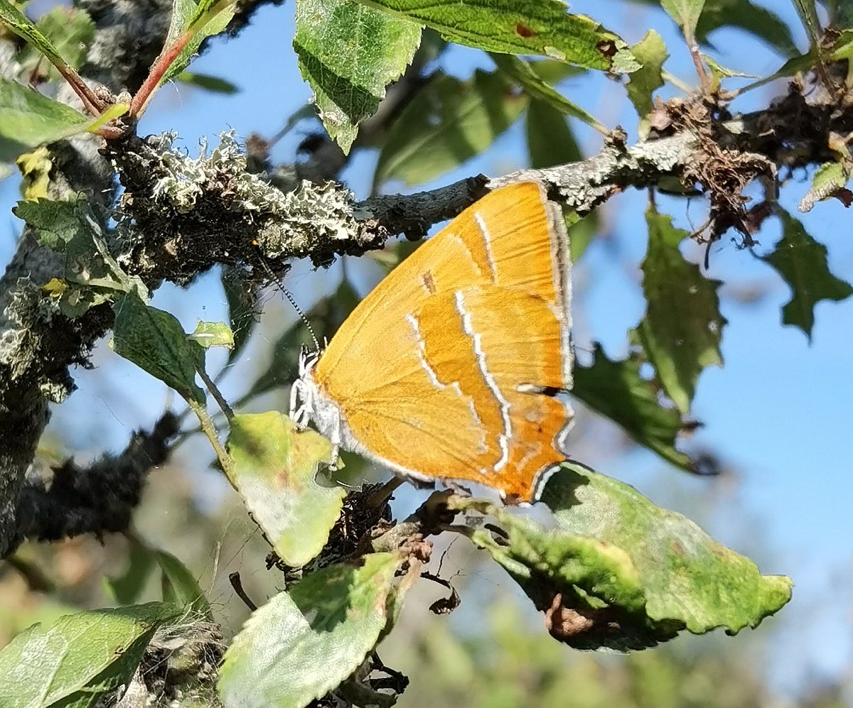 matt prior tweet media