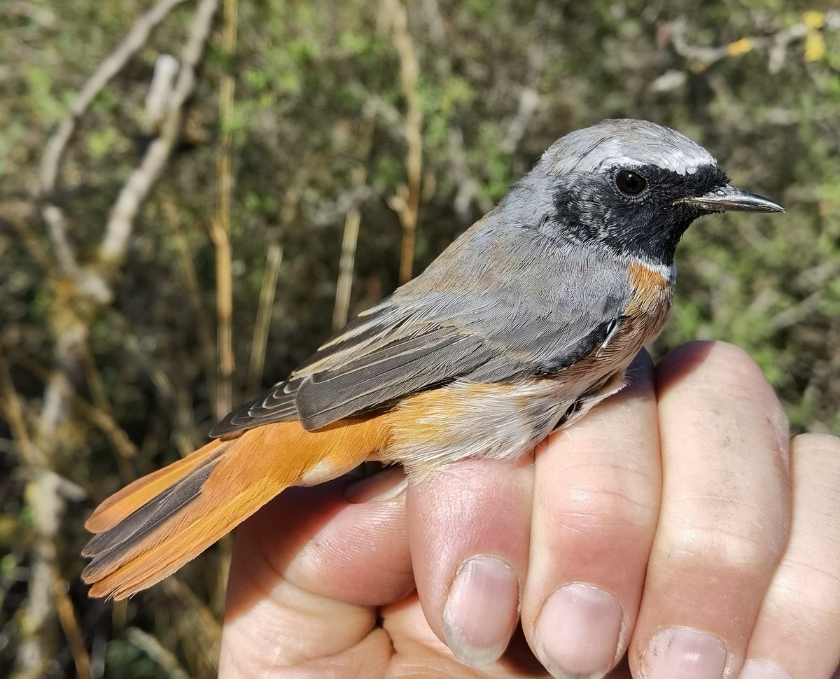 matt prior tweet media