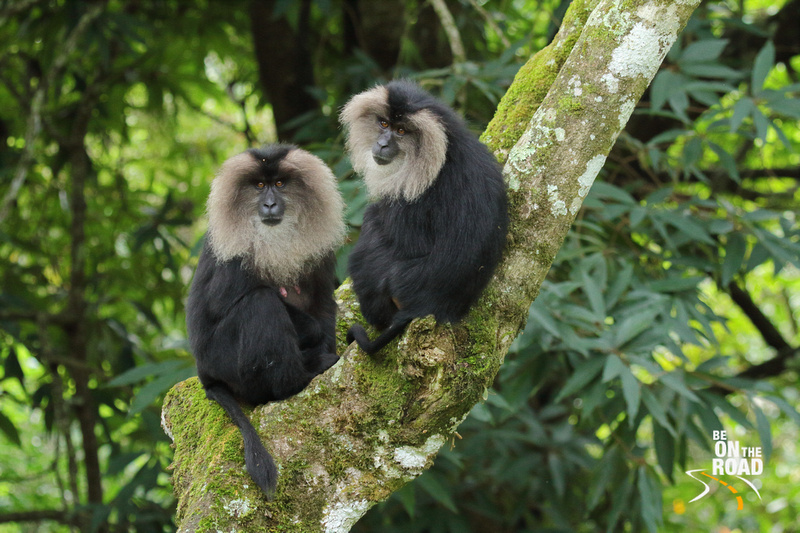 They r 1 of d rarest macaques of #India n an old world monkey endemic to d #WesternGhats. Known 4 their striking silver mane n lion-like tail tufts, they play an important role in seed dispersal. 
bit.ly/LionTailedMaca…

#WildlifeHolidays #IndianWildlife  #IncredibleIndia