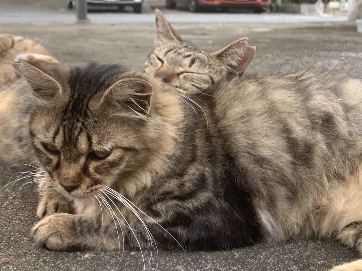 hiro_creat's tweet photo. 近所のさくらカット済みの野良猫ちゃん！
仲良し過ぎる！ https://t.co/l1bbEfkSKs