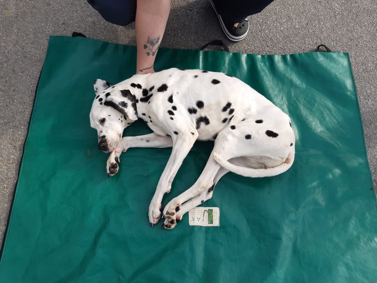 DISTRESSING Please retweet, does anyone recognise this Dalmatian ? 
Found starved, too weak to walk, tied to a tree #LEEDS #UK 

She was taken to the vet but sadly did not make it. 

I don't think it should be everyone's right to own an animal. 
facebook.com/LeedsFoundDogs
#dogs
