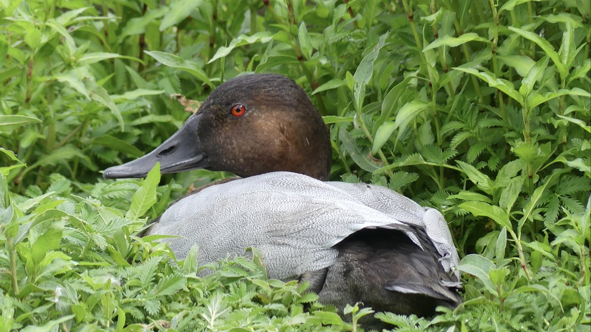 Canvasback duck at @WWTMartinMere #divingduck #duck #ducks #WWT #birds #ducksofinstagram #birdphotography #birdsofinstagram #birdsoftwitter #bird